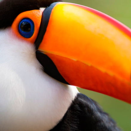 Rumbo al corazón del Manu