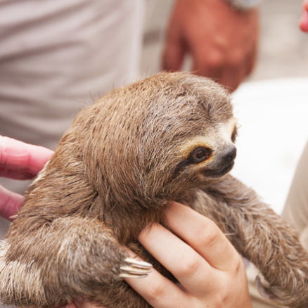 Una Aventura en “Pacaya Samiria”