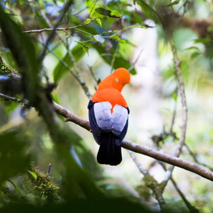 Cusco / Manu – Explorando Destinos
