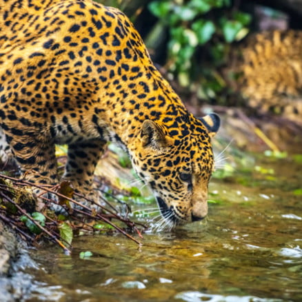 Excursión en Tambopata