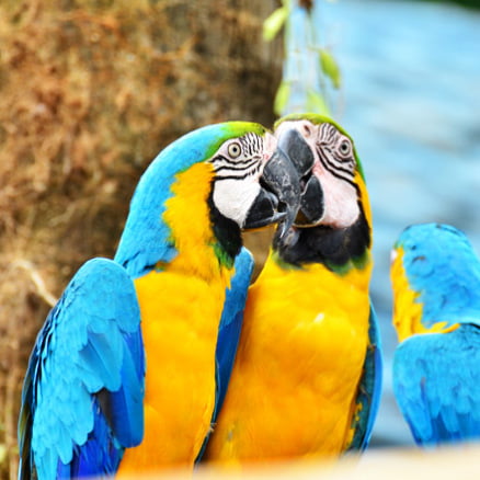 MANU “Biodiversidad Extrema”