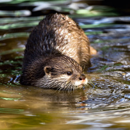 Iquitos “Conociendo el Amazonas”