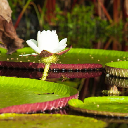 Un Corto Recorrido por Pacaya Samiria