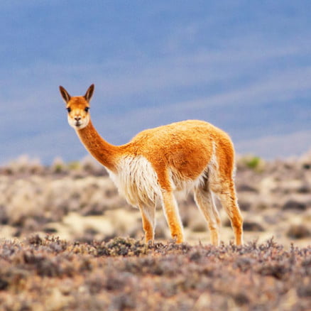 Disfruta de Arequipa y la Ruta del Sillar